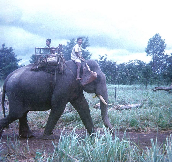 Big Truck
The locals manage to domesticate the water buffalo and the elephants for their work purposes.  Also, the enemy used them as truck-haulers.
