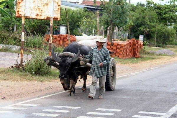 Vietnam: 2012 visit
We saw a lot of same methods used during the harvest season, but some new ones, as well.  We were fortunate to be there for the harvest season so Linda could see what that was like.

The Old:  We saw lots of water buffalo.
