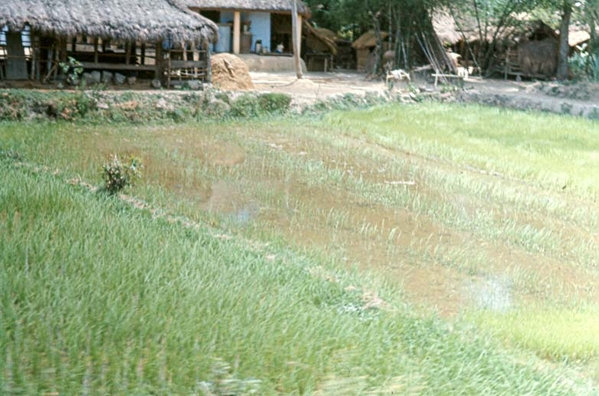 Rice growing
Here is a very closeup look at a farmer's rice paddy.  Probably taken at the base of LZ OD, home of "A" Battery and the Hq, 1/35th Bn.
