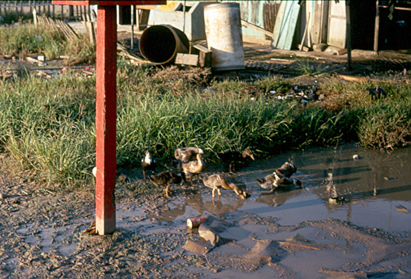 Tan Son Nhut / Camp Alpha
Ducks play in a puddle outside the laundry building at TSN.
If you're guessing that this is where the uniforms were washed, you wouldn't be far off!
