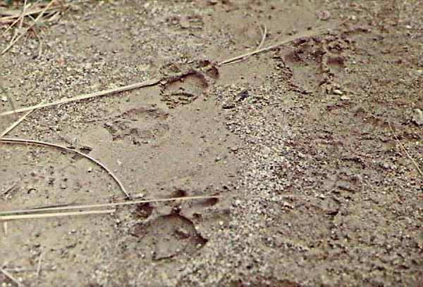 Tiger in the jungle
A reminder that Vietnam was a jungle---fresh tiger tracks.  These tracks were sighted by a patrol going up the Mang Yang peak.   Highway 19, RVN
