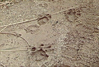 Tiger_Tracks.JPG