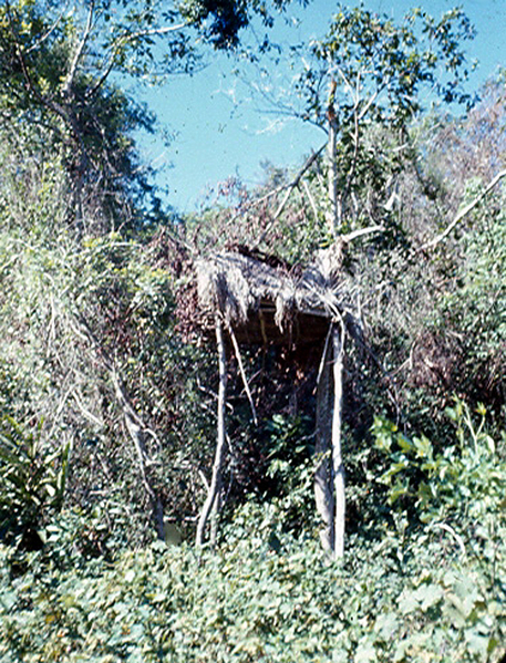 Generally, you found these VC "lookout" posts overseeing a trail.  These lookouts were about 30-40 feet above ground.
