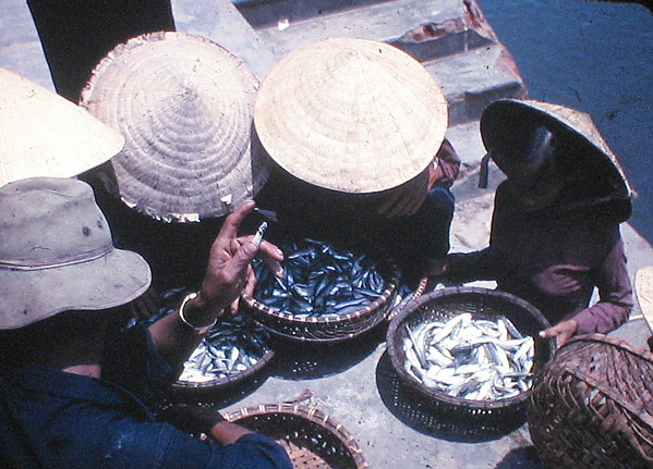 Sights & Scenes
Viet Fish Market
