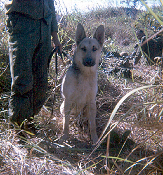 Mascots
"Nemo", the Scout Dog.  In service as a dog-handler.
