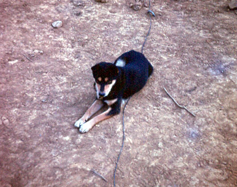 Mascots
"Short Round".  Would you believe that Short Round earned a Purple Heart?  He was wounded in an attack on "B" Battery and Sp5 Danny Fort stitched him up and took him to the Doc.
