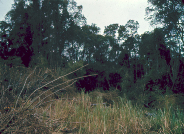 LZ 510B
Looking across the creek into the jungle at LZ 510B.
Your mission begins when you enter the jungle and start "humping the boonies".
