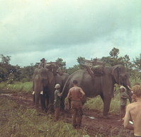 Elephant3.jpg