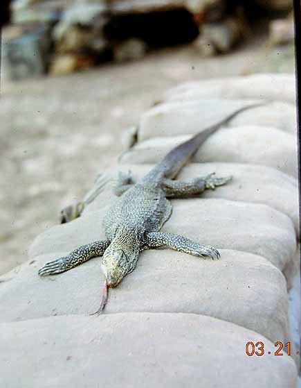 Lizard on deck
Lizard found at LZ 270.  Musta got into our supply of C-rations.
