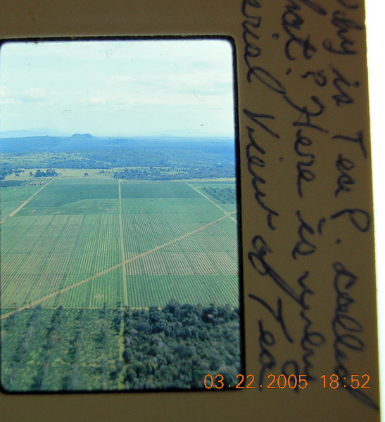 Tea Plantation, October, 1966
It almost looks organized.
