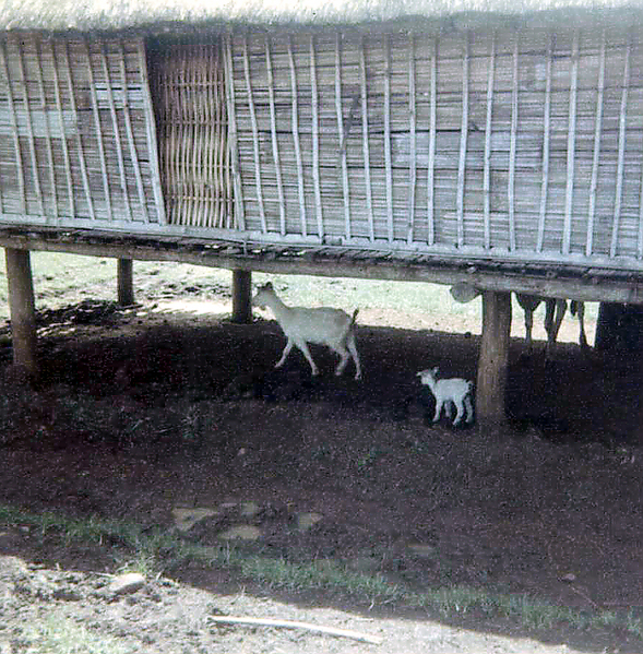 Food Chain
The village food source.
