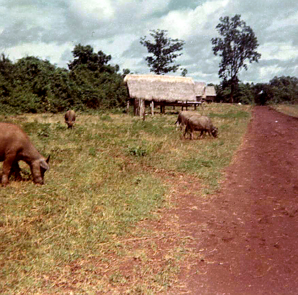 Vietnamese cattle
Water buffalo roam freely in the area.
