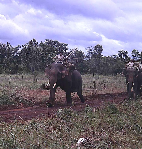 The Elephants
Whoever expected pachyderm visitors on Nam?  Guess is the four-legged version of a Vietnamese Chinook.
