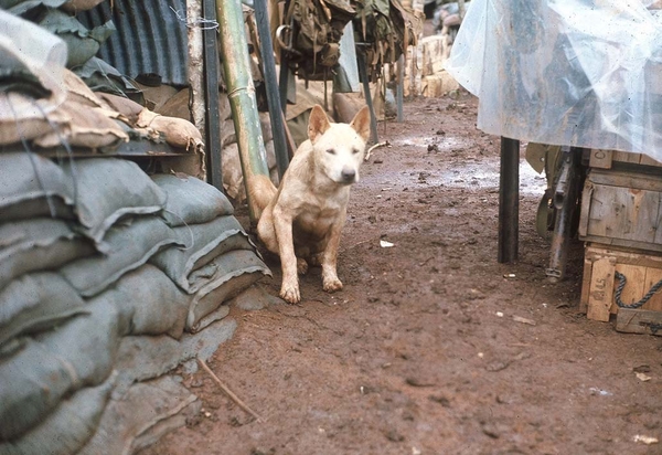 LZ Ranger @ Ban-me-Thuot
Mocha the mascot: "You ain't nuthin' but a hound dog"
