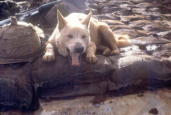 Going to the Dogs: Mascots of Bravo Battery
"Is it C-rat time yet?"

Mocha is ready.
