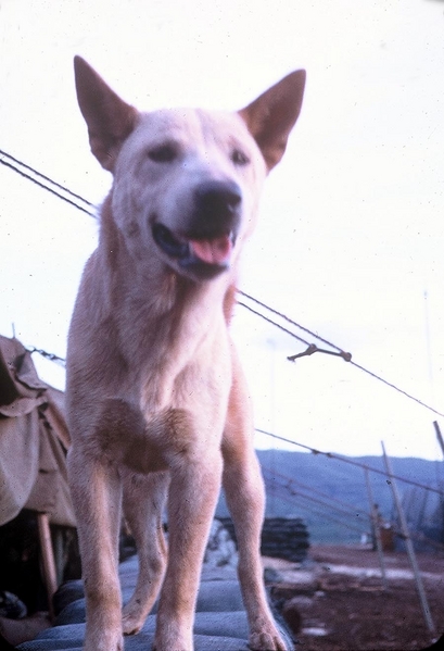 Going to the Dogs: Mascots of Bravo Battery
"Halt! What's the password?"

Mocha stands guard.
