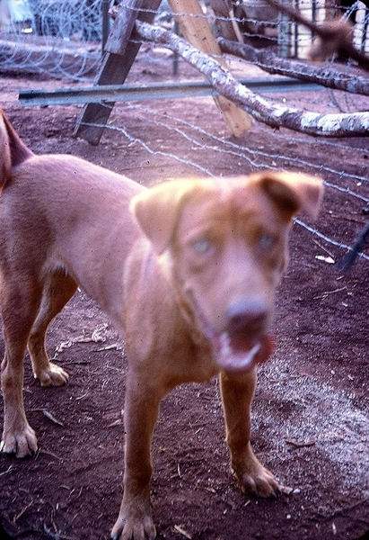 Going to the Dogs: Mascots of Bravo Battery
"Look what those C-rats are doing to my teeth!"

Mocha the mascot.
