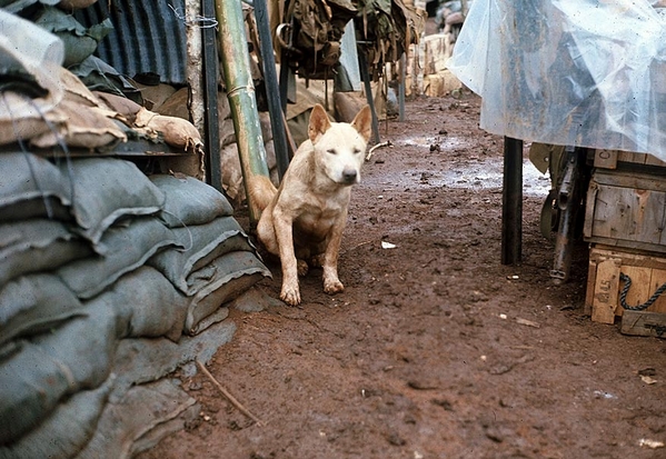 Going to the Dogs: Mascots of Bravo Battery
Looks like Mocha get tagged for Guard Detail again.  Photo taken at LZ Ranger, Ban-Me-Thuot.
