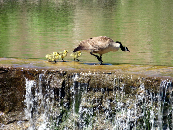 Mama Goose
Mama Goose and her little ducklings walk along the top of the waterfall in Medicine Park.  Wildlife was abundant in Medicine Park.

Photo courtesy of Barbara Moeller
