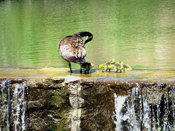 Mama Goose
Mama and kids..........

Photo courtesy of Barbara Moeller
