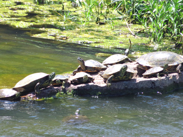 Ladies' Lunch
Sorry, no turtle soup on the menu.  You feed them instead.

Photo courtesy of Barbara Moeller
