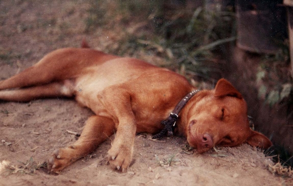 Bootlegger
Mascot of B/2/9, this is BOOTLEGGER.

Photo submitted by Walt Shields, 2/18.
