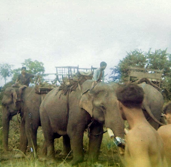 Circus comes to town?
Not likely; it was discovered that elephants were used to move supplies through the jungle by the enemy forces.
