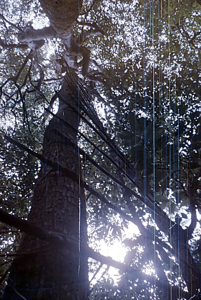 How to climb a tree?
Tarzan never thought of this method.
