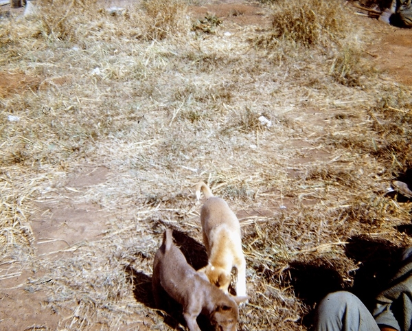 Our Pups
Our pups "Butch" and "Cruit".  The only thing I recall them barking at were Vietnamese and tigers outside the wire.
