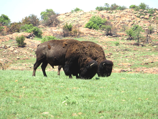 Medicine Park Wildlife
A couple of bison are shedding their winter coats in the wildlife refuge.

Photo courtesy of Barbara Moeller
